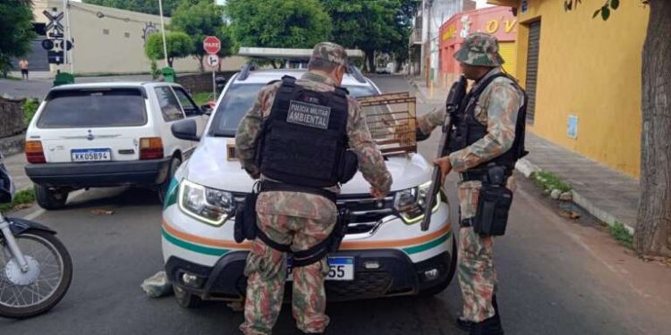 Ação da Polícia Militar resgata 41 aves silvestres em Juazeiro do Norte