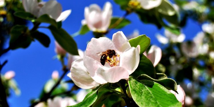 Abre-te, Sésamo! – Por J. Flávio Vieira