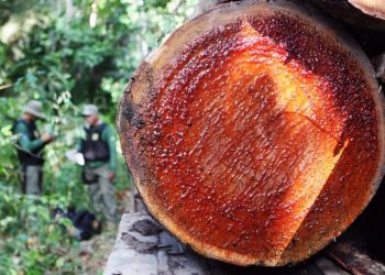 ‘Passando a boiada’: No fim do mandato, Bolsonaro libera exploração de madeira em terras indígenas, inclusive por não indígenas