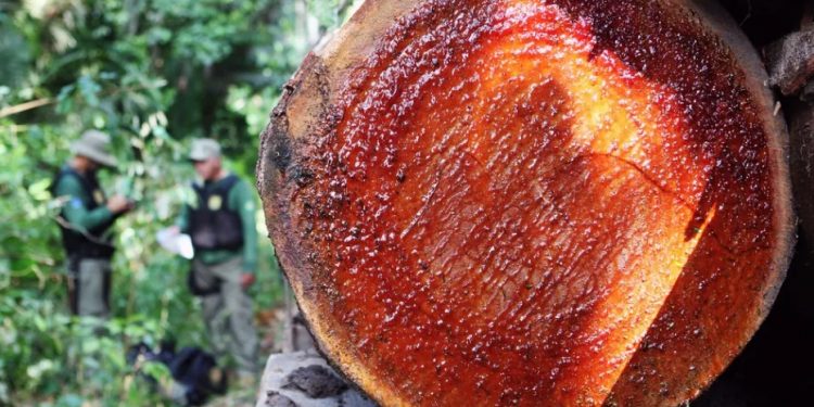 ‘Passando a boiada’: No fim do mandato, Bolsonaro libera exploração de madeira em terras indígenas, inclusive por não indígenas