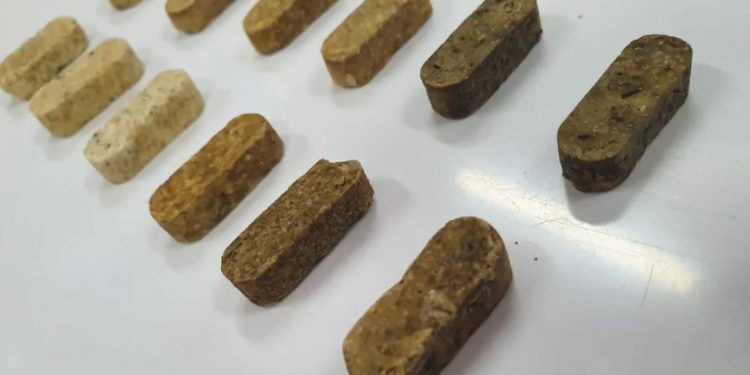 Cearenses vencem prêmio nacional de educação com cápsula que mata larva do mosquito da dengue