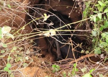 (Foto: Divulgação/Corpo de Bombeiros)