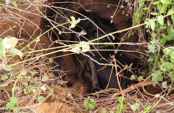 Corpo de Bombeiros resgata vaca que caiu em buraco de mais de dois metros em Barbalha; vídeo