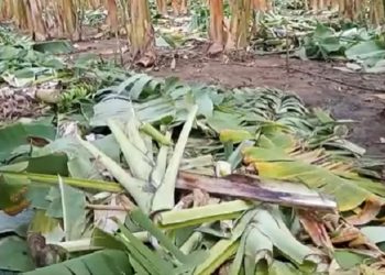 Plantação de bananeiras destruídas em Iguatu (Foto: Wandenberg Belém/SVM)