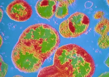 A gonorreia é causada pela bacteria Neisseria gonorrhoeae (Imagem: CNRI/SCIENCE PHOTO LIBRARY)