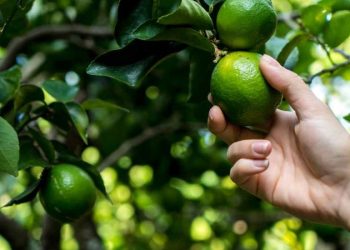 (Foto: Henrique Westin/istock)