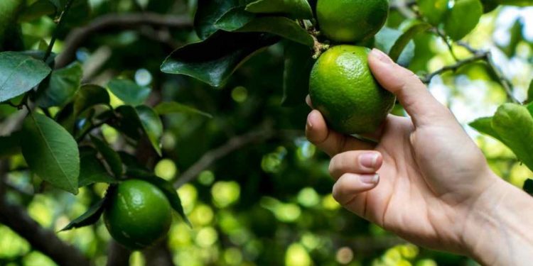 Benefícios do limão para sua saúde que você não vai acreditar