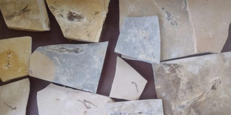 Nova Olinda: Polícia apreende dezenas de fósseis de peixes e insetos em pedreira