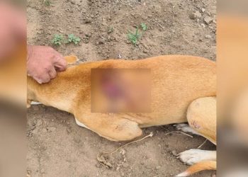 (Foto: Divulgação/PMCE)