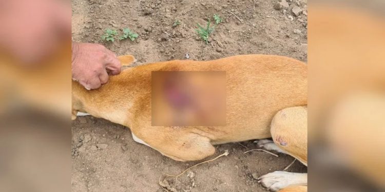 Homem é preso suspeito de agredir cadela com golpes de machadinha em Tauá