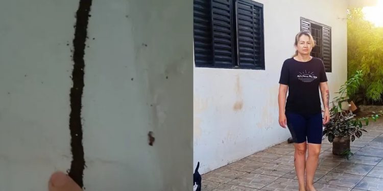 Moradora gasta R$ 40 mil para eliminar cupins de casa: ‘Não sei mais o que fazer’; saiba como combater o inseto
