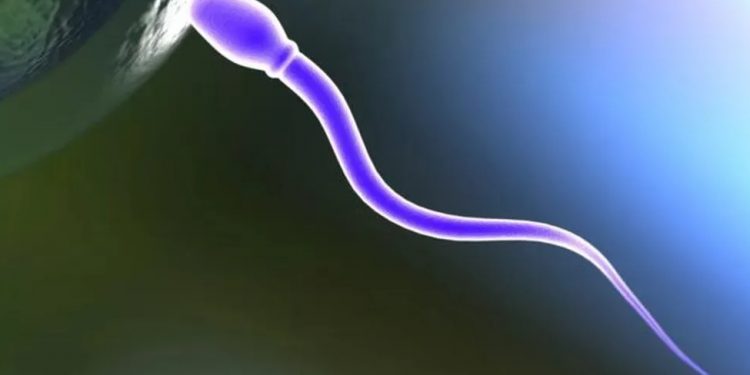 Cientistas desenvolvem contraceptivo masculino que impede que espermatozoides nadem