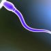 Cientistas desenvolvem contraceptivo masculino que impede que espermatozoides nadem