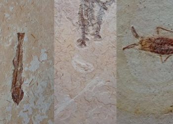 Material foi encontrado em uma pedreira na zona rural de Santana do Cariri, no Ceará (Foto: Divulgação/PMCE)