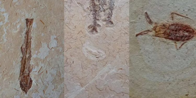 Fósseis de peixes, planta e inseto são recuperados pela Polícia em Santana do Cariri