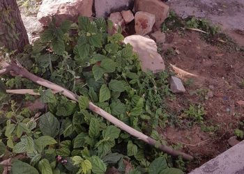 Pedaço de pau utilizado pelo agressor para espancar a vítima, segundo a polícia (Foto: Reprodução)