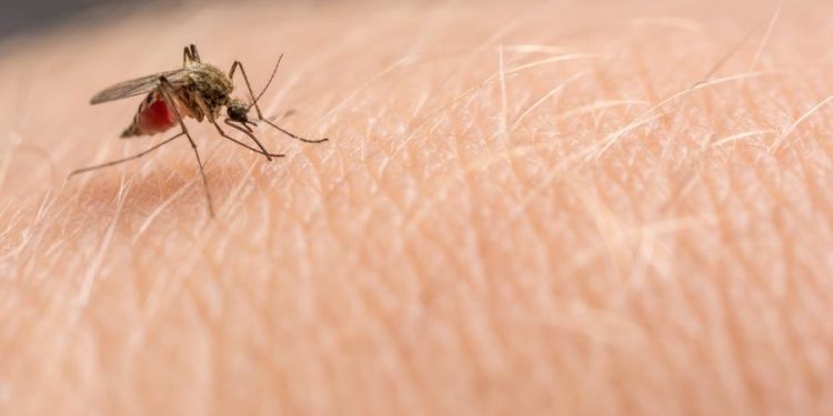 Xô, pernilongos! Dicas caseiras para espantar insetos e cuidar das picadas