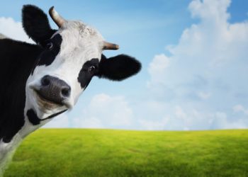 (Foto: Shutterstock)