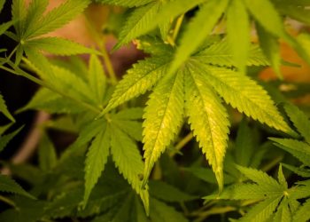 (Foto: Ismael Soares/SVM)