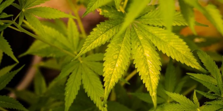 Autorização para cultivo medicinal de maconha ajuda no tratamento de pacientes no Ceará