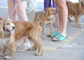 (Foto: Fabio Rodrigues-Pozzebom/Agência Brasil)