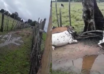 Raio mata garrotes durante noite chuvosa em Mauriti (Foto: Reprodução)