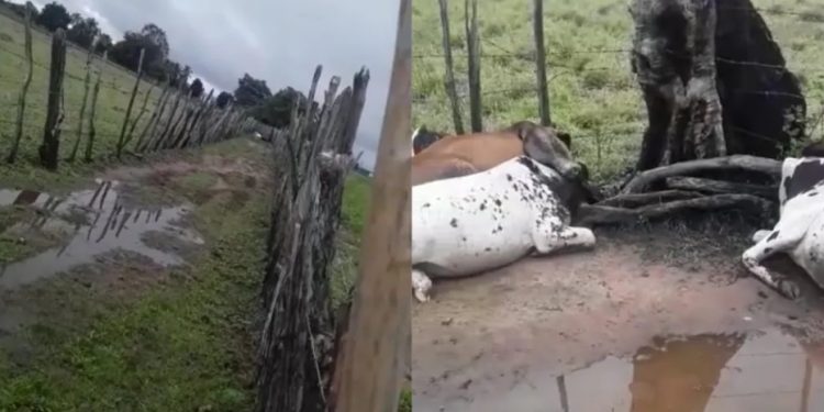 Raio mata 14 garrotes durante noite chuvosa em Mauriti