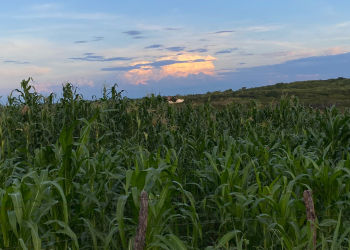 (Foto: Marciel Bezerra)