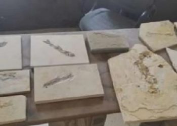 Polícia apreende 17 fósseis de peixes, planta e réptil durante fiscalizações em minas e pedreiras em Nova Olinda e Santana do Cariri (Foto: Divulgação/PMCE)