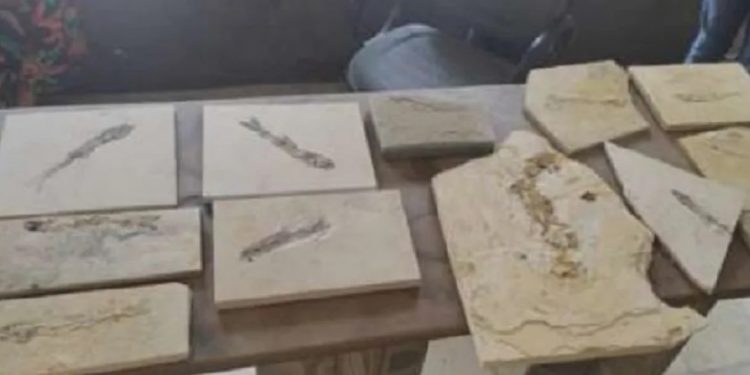 Fósseis são recolhidos pela polícia durante fiscalização no Cariri