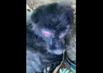 (Foto: Reprodução)