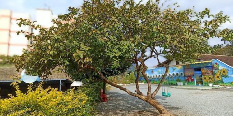 Quatro crianças são mortas em ataque a creche com machadinha em Blumenau