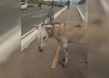 Jumento vítima de maus-tratos é encontrado com pescoço perfurado em Juazeiro do Norte (Foto: Reprodução)