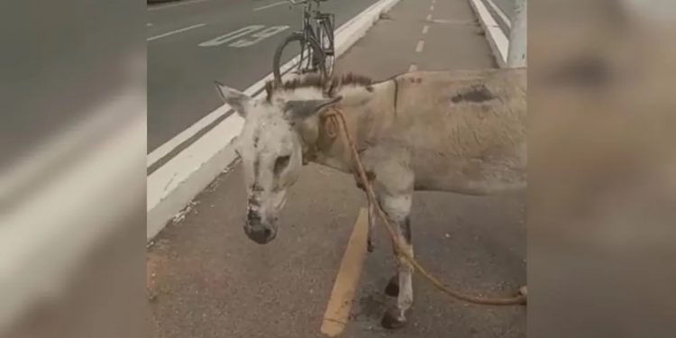 Jumento vítima de maus-tratos tem pescoço perfurado em Juazeiro do Norte