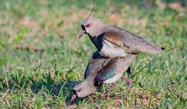 Quero-Quero – Por J. Flávio Vieira