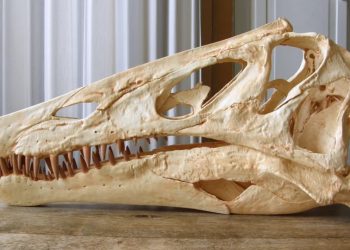 Reconstrução do crânio do Irritator challengeri feita com peças impressas por uma impressora 3D (Foto: Reprodução/Twitter/Olof Moleman)