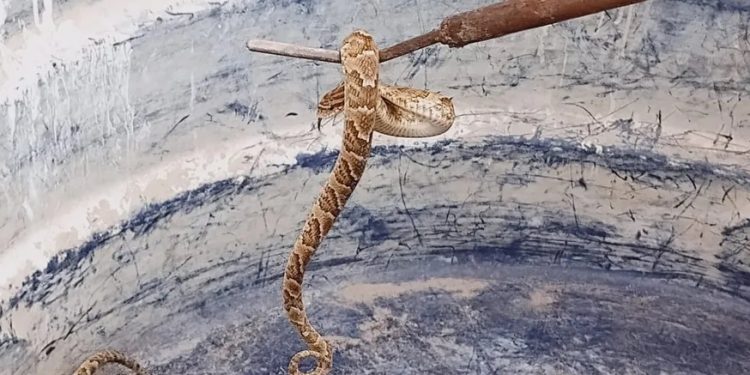 Três jararacas são encontradas em casa de Altaneira