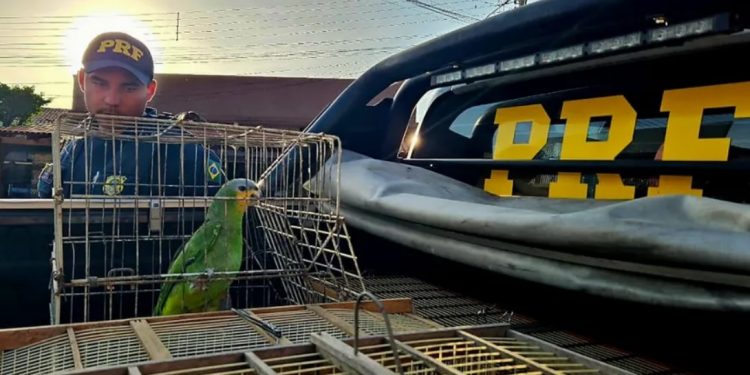 Operação no Cariri apreende fósseis, resgata 200 aves da fauna brasileira e aplica mais de R$ 100 mil em multas