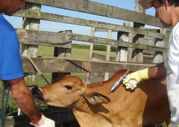 (Foto: Seapec/CCommons)