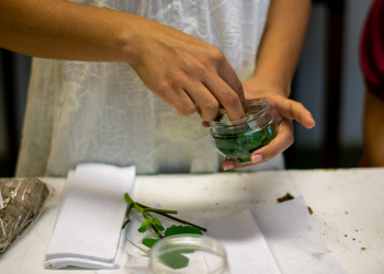 Centro Cultural do Cariri abre inscrições para vivência sobre tinturas de ervas medicinais