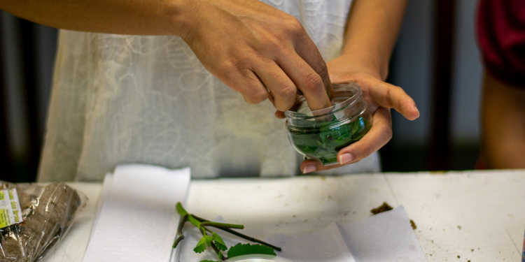 Centro Cultural do Cariri abre inscrições para vivência sobre tinturas de ervas medicinais