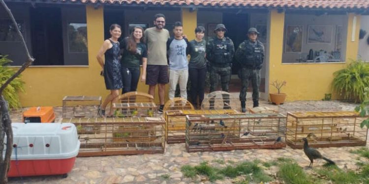 BPMA devolve 65 aves e três cobras à natureza em Potengi