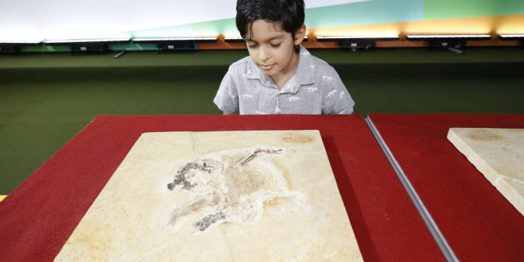 Fóssil de dinossauro levado ilegalmente para a Alemanha chega ao Ceará e irá para museu no Cariri