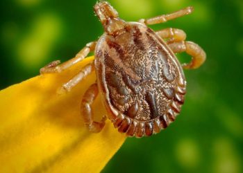 Carrapato-estrela, transmissor da bactéria causadora da febre maculosa (Foto: Divulgação/Prefeitura de Jundiaí)