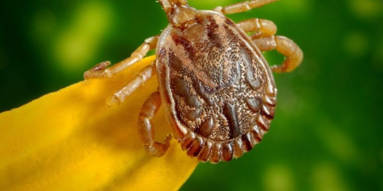 Com 49 casos registrados no Brasil em 2023, e seis evoluções para óbito, entenda o que é febre maculosa e quais os sintomas