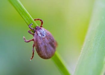 Carrapato-estrela é o hospedeiro da bactéria que causa a febre maculosa (Foto: Ministério da Saúde/Reprodução)