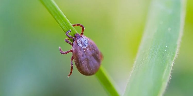 Febre maculosa: Ceará registra 4 casos da doença em 2023