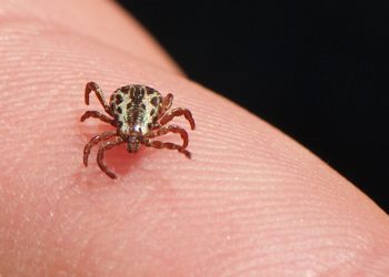Carrapato-estrela, transmissor da bactéria causadora da febre maculosa (Foto: Jerry Kirkhart/Wikimedia)