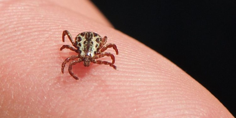 Febre maculosa: saiba como se prevenir e evitar que ela atinja seu animal