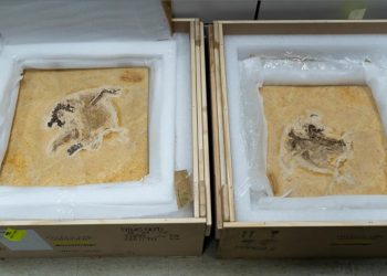 Fóssil do Ubirajara jubatus é dividido entre duas placas de pedra Cariri (Foto: Raul Vasconcelos/MCTI)